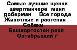 Самые лучшие щенки цвергпинчера (мини доберман) - Все города Животные и растения » Собаки   . Башкортостан респ.,Октябрьский г.
